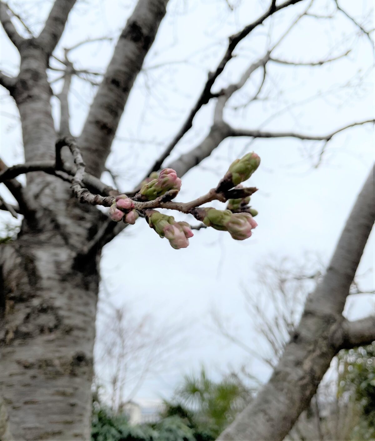 桜の蕾🌸