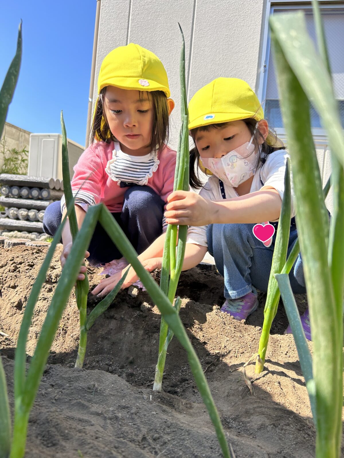 ネギの苗を植えました🥬