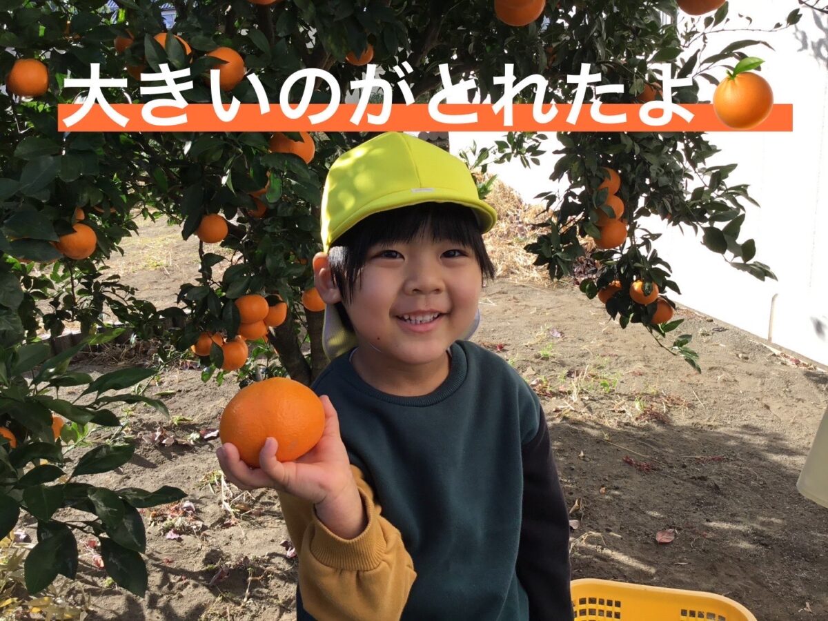 園庭でみかん狩り🍊