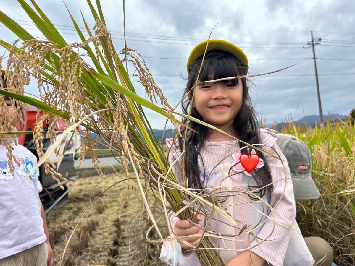 稲刈りを体験・見学しました🌾