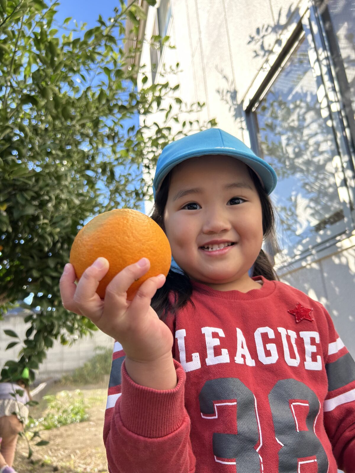 幼稚園でみかん狩り🍊